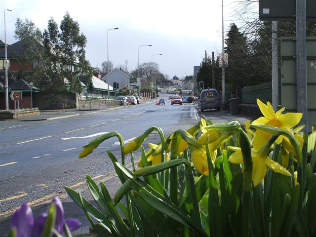 Catherine shares St David's Day message in Welsh